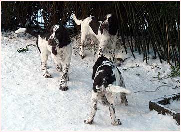 drei Hunde im Schnee