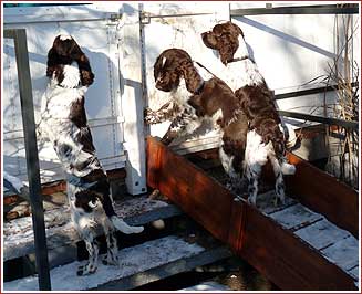 drei Hunde auf der Hundetreppe